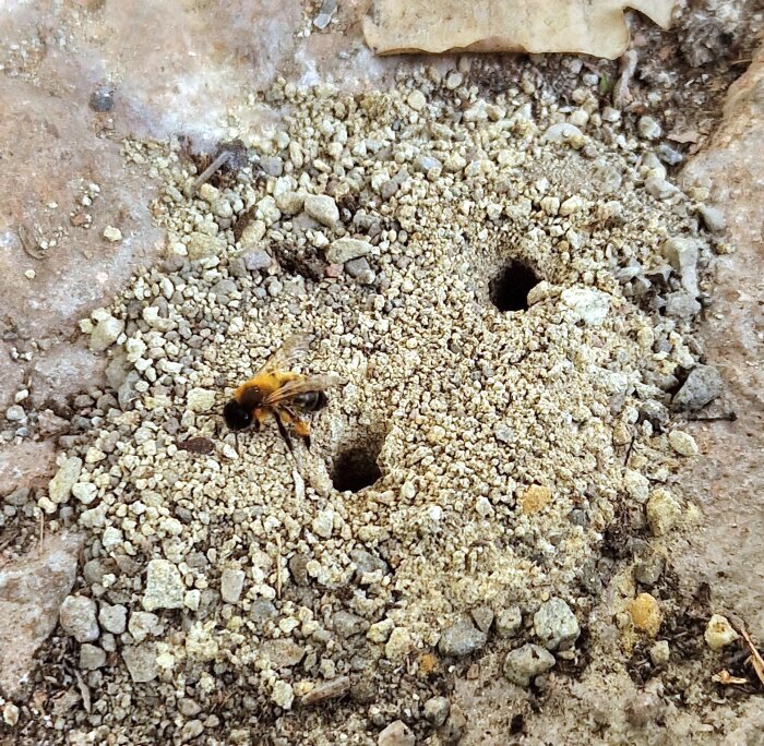 En jordig yta med små, oregelbundna hål och en insekt som rör sig intill dem på marken.