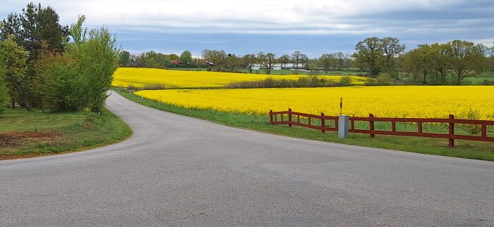 Landsbygdsmiljö med en asfalterad väg som delar ett fält av gula blommor, omgiven av gröna träd och en molnig himmel.
