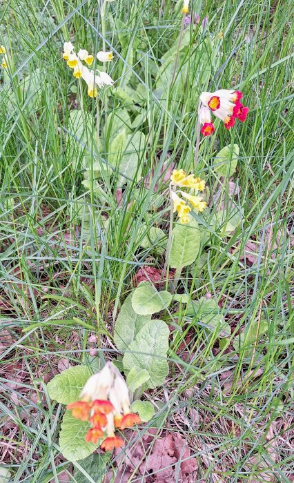Fyra olika gullvivor i gräs, inklusive en med två "blommor" utan hölje.