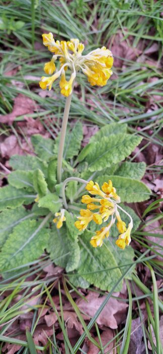 Gullviva med fyra blommor på en stam, utan hölje, omgiven av gräs och löv på marken. Mutation med dubbel blomma.