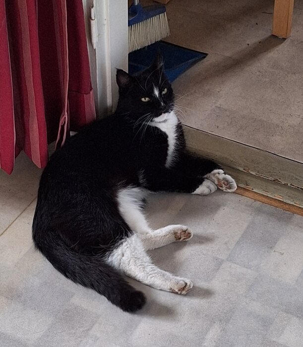 Svartvit katt med smutsiga tassar ligger på ett golv bredvid en dörr och en röd gardin.