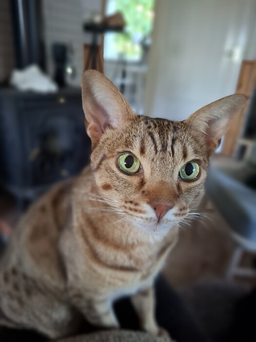 En katt med gröna ögon sitter inomhus och ser mot kameran.