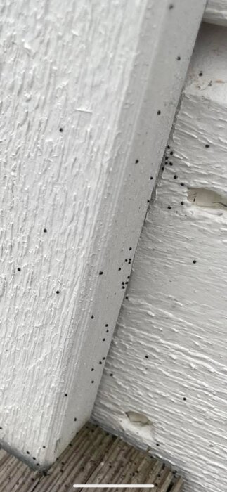 Små svarta insekter på en vit trävägg och golvplanka.