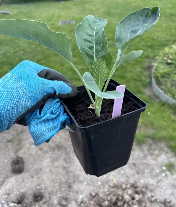 Hand med blå handske håller en kruka med en kålplanta redo för plantering i trädgården.