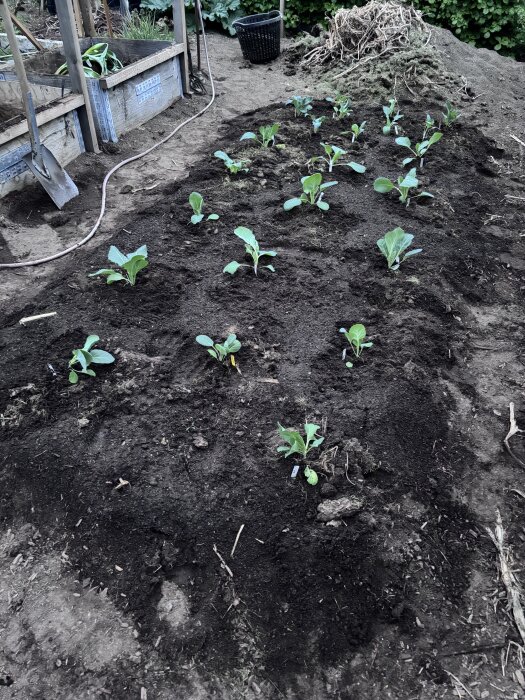 Kålplantor satta i rader i en jordbädd; nyanvänd kompostjord syns runt plantorna, med trädgårdsredskap i bakgrunden.