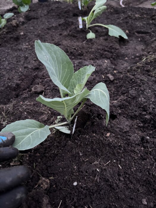 Kålplanta nyplanterad i mörk jord med skylt, omgiven av fler plantor och en hand i arbetshandske syns i förgrunden.