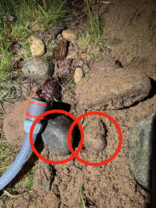 Två stenar markerade med röda cirklar i sandig jord nära en trädgårdsslang, omgivna av gräs och andra små stenar.