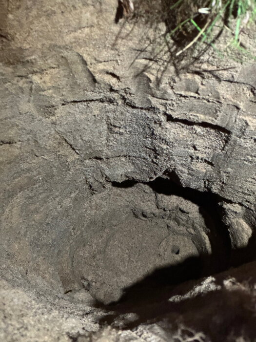 Bilden visar ett djupt, sandigt hål i marken med grävda väggar, grön vegetation synlig vid kanten.