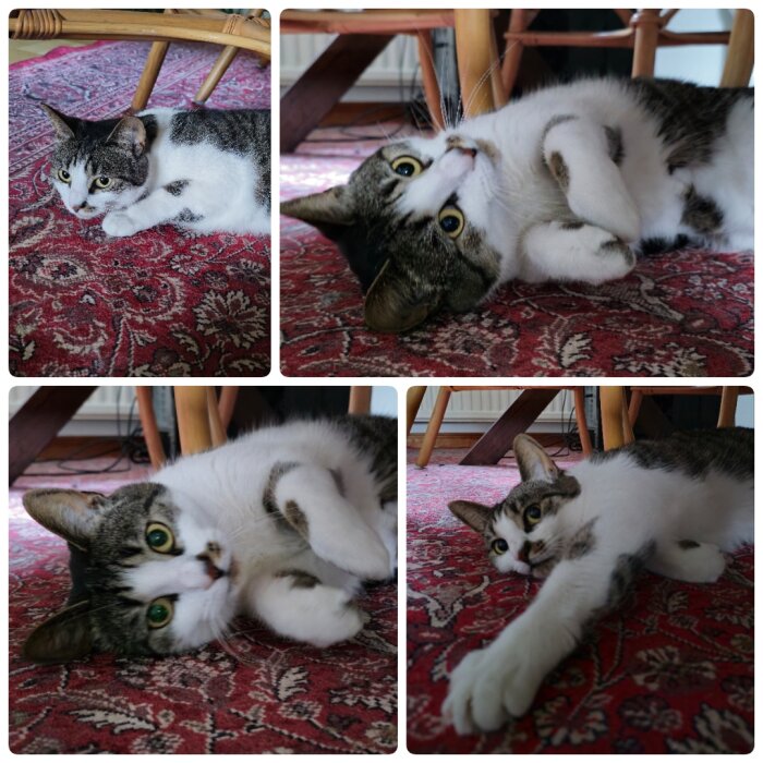 Svartvit katt ligger på röd matta och tittar på kameran i olika poser.