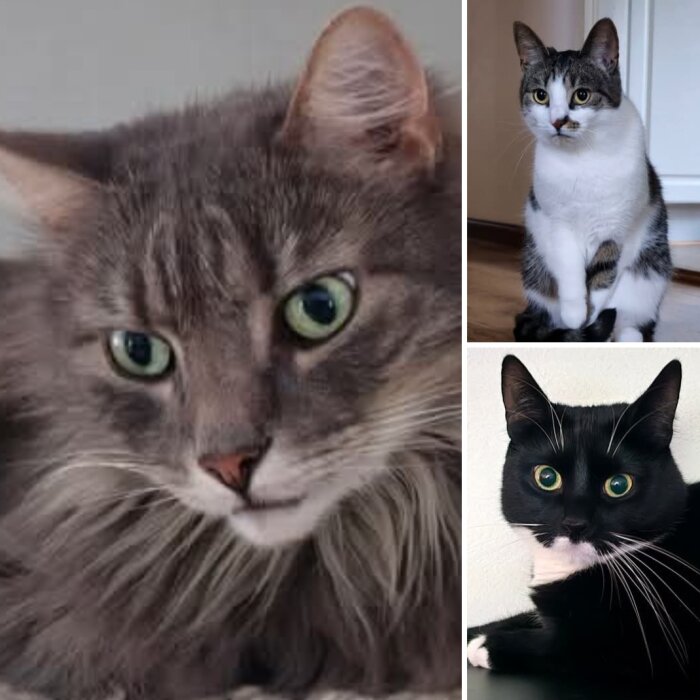 Tre innekatter: en grå fluffig katt, en vit och grå katt sittande, samt en svartvit katt liggande med gröna ögon.