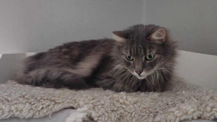Långhårig grå katt ligger på en vit matta och vilar med gröna ögon riktade mot kameran.