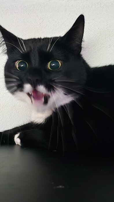 Svartvit katt med vidöppna ögon och mun ligger på ett svart bord, ser förvånad eller upprörd ut.