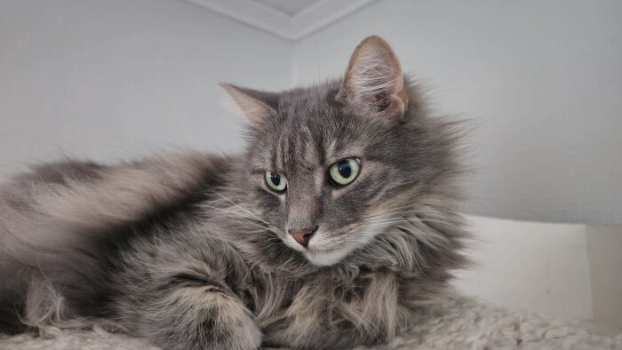 Långhårig grå katt ligger och vilar på en vit yta, tittar framåt med gröna ögon.