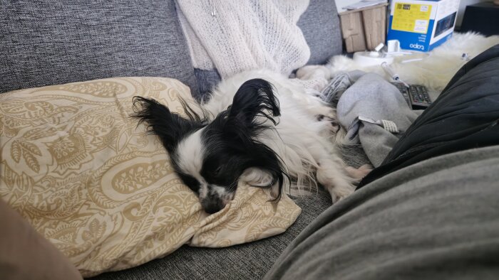 Svartvit hund ligger och sover på en mönstrad kudde i en soffa.