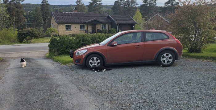 Svartvit katt ligger vid framhjulet på en röd bil, en annan katt ses på grusuppfarten framför ett hus i bakgrunden.