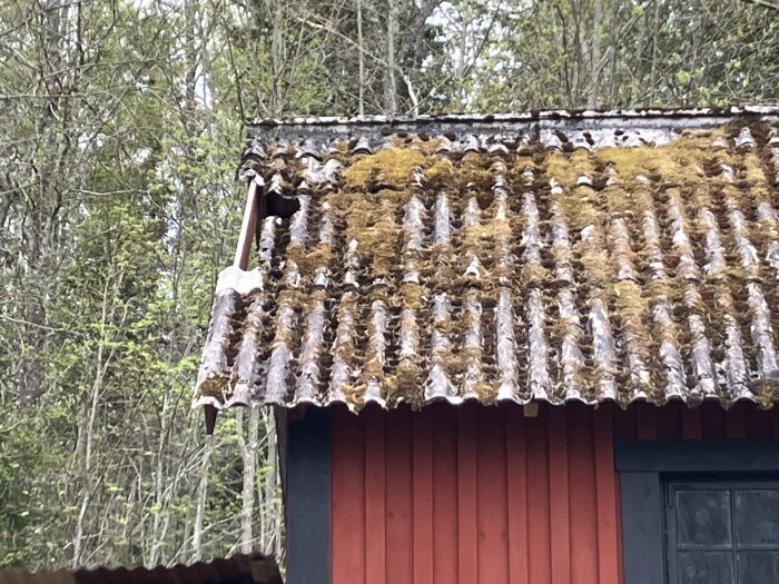 Rött uthus med skadat eternittak täckt av mossa, hål vid vänstra kanten syns mot bakgrund av träd.