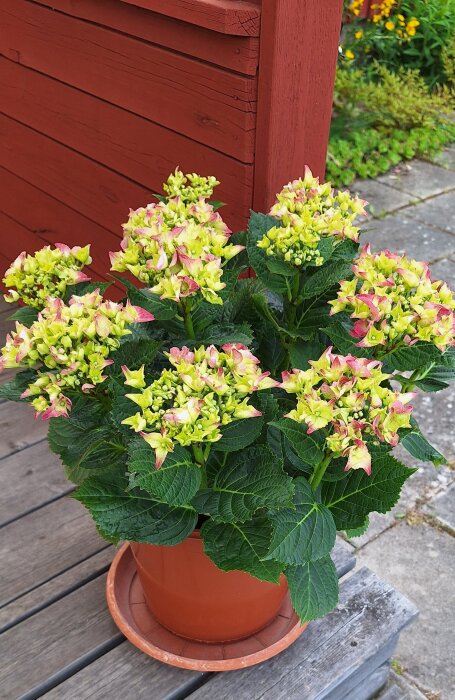 Hortensia med ljusgula och rosa blommor i en terrakottakruka framför en röd trävägg.