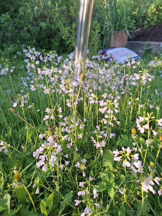 Blommande växter med små ljuslila blommor på en grön gräsmatta, med en stav och trädgård i bakgrunden.