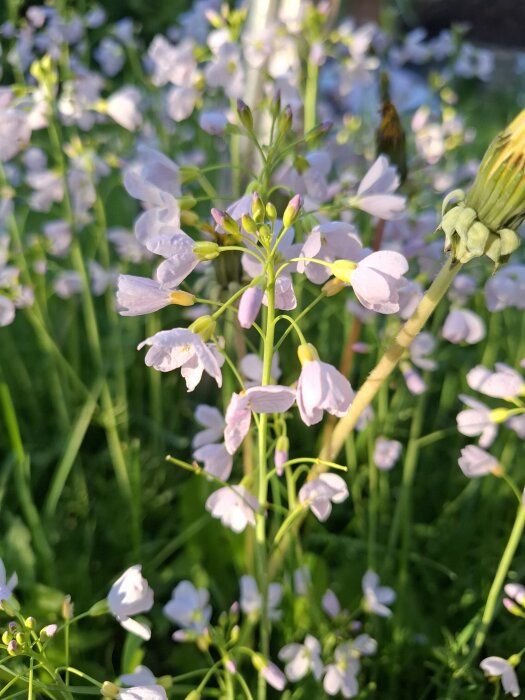 Ljuslila blommor med smala stjälkar i solbelyst trädgård, växten sprider sig över gräsmattan.