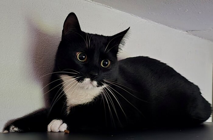 En svartvit katt ligger på en hylla mot en vit vägg. Katten har stora ögon och långa morrhår.