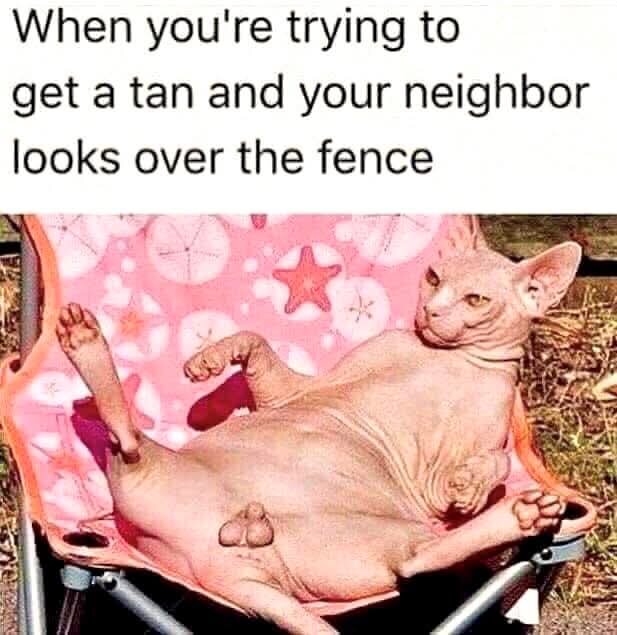 En hårlös katt ligger avslappnad i en solstol utomhus.