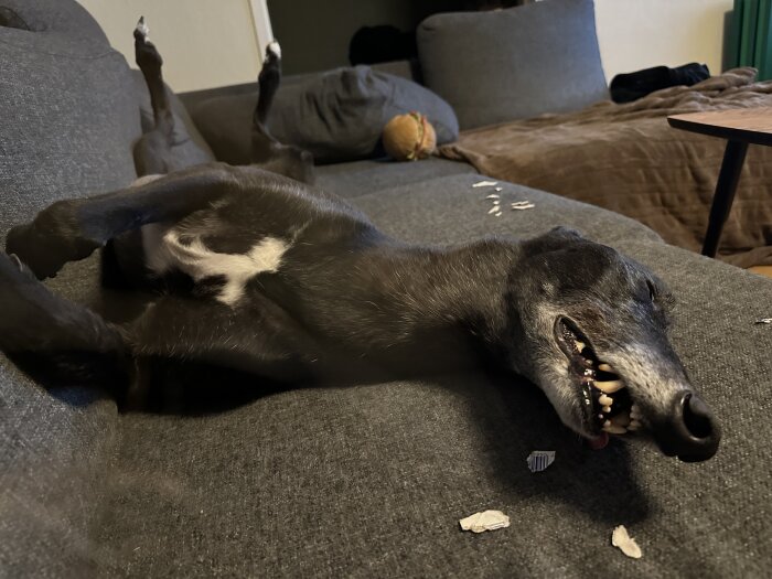 En svart hund sover på rygg på en grå soffa med tassarna i luften och munnen öppen, med några små pappersbitar runtomkring.