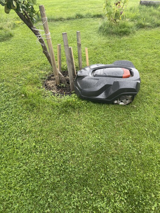 Robotgräsklippare fastnad vid trädstam, omgiven av stödstolpar på en gräsmatta.