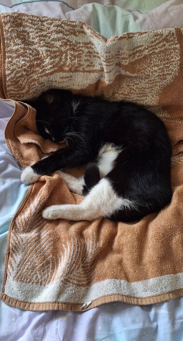 Svartvit katt sover på en brungul handduk på en bäddad säng.