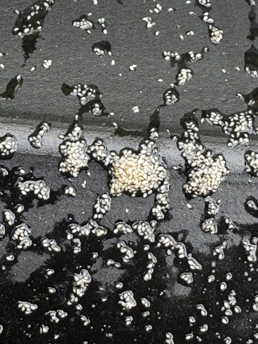 Små vita klumpar på en svart yta, ser ut som ägg, är utspridda över en kompakt yta med vatten eller fukt.