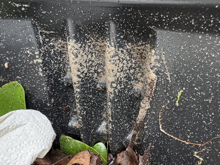 Svarta sidan av en kompostbehållare täckt med små vita korn som liknar ägg, omgivna av löv och hushållspapper.