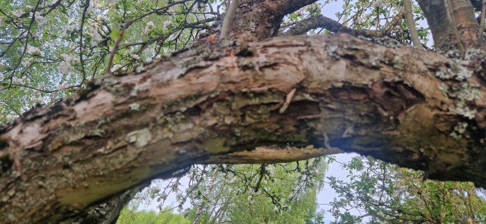 Närbild av trädgren med avskalad bark och mossa, omgiven av gröna löv och blommor.