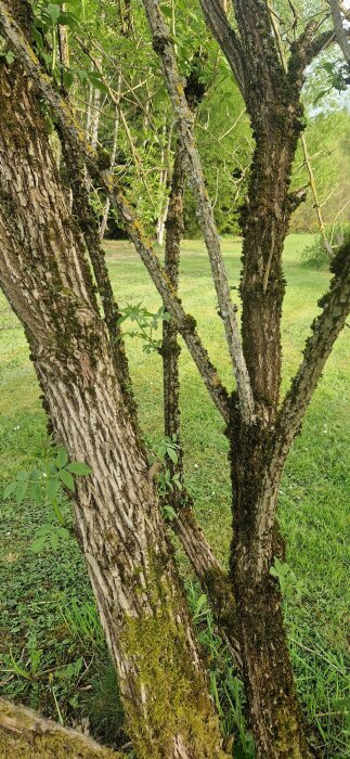 Mossbevuxna träd med skadad bark och unga gröna blad, troligen äppel- eller fläderträd i behov av vård.