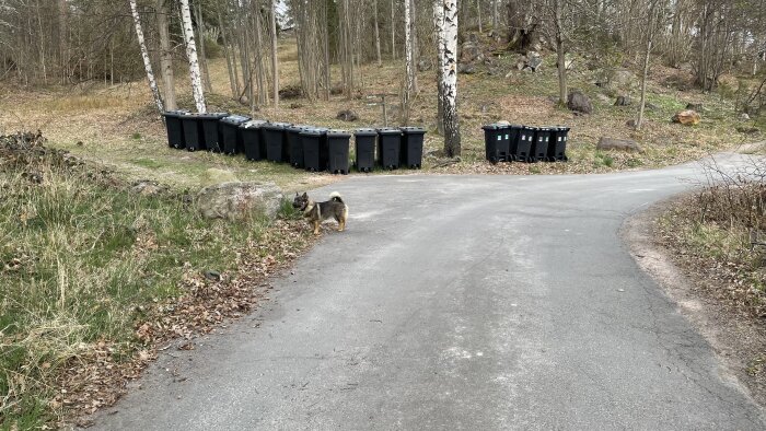 Soptunnor står på en grusväg vid skogsbryn i Västerviks kommun. En hund står vid vägkanten.