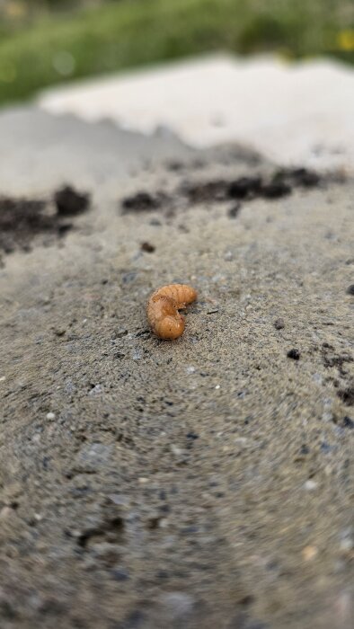 Ljus orange larv på en jordig yta, hittad på en gräsmatta där någon tidigare har eldat.