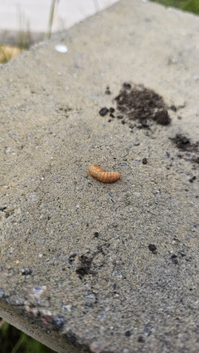 Ljus orange larv på jordig yta, funnen i gräsmatta där det eldas.