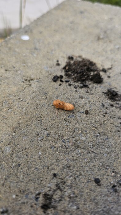 Ljus orange larv på betongyta med mörka jordhögar bakom.