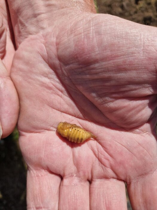 En hand håller en liten, segmenterad, gulbrun insektslarv som kan vara en pingborre.