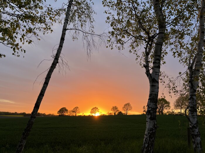 Solnedgång över ett grönt fält med träd i silhuett, omgiven av björkar i förgrunden, skapar en lugn och vacker kvällsstämning.