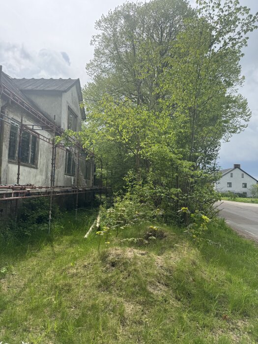 Ett gammalt hus med byggställningar och en övervuxen trädgård syns vid en väg. Träden är gröna och frodiga.