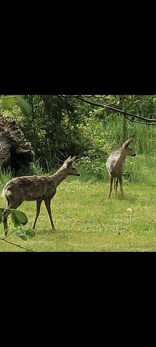 Rådjur står och betar i en trädgård omgiven av grönska.