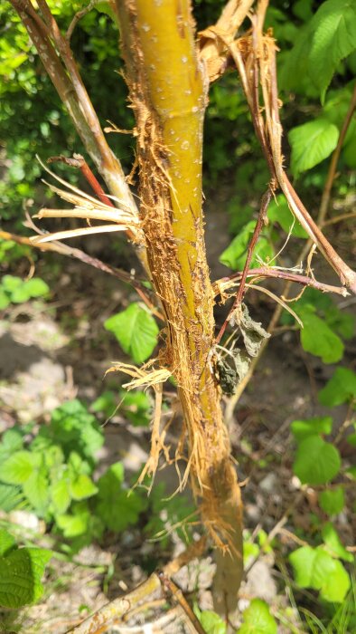 Närbild av skadad trädstam med avskrapad bark. Bakgrunden visar gröna blad och jord.