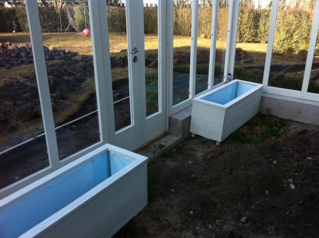 Odlingslådor av obehandlat trä med blå frigolit på insidan, placerade i ett växthus framför glaspartier.