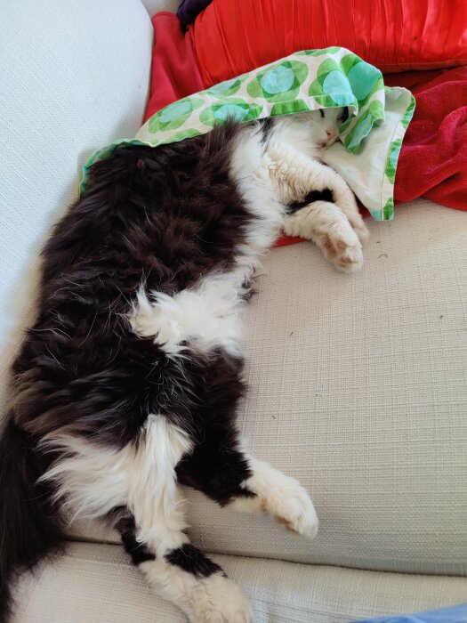 Svart och vit katt ligger på en soffa under en grön och vit prickig handduk, omgiven av röda kuddar.