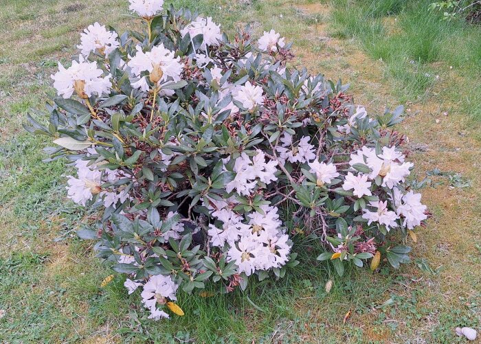 Vit Rhododendron i full blom i en trädgård, omgiven av grön gräsmatta.