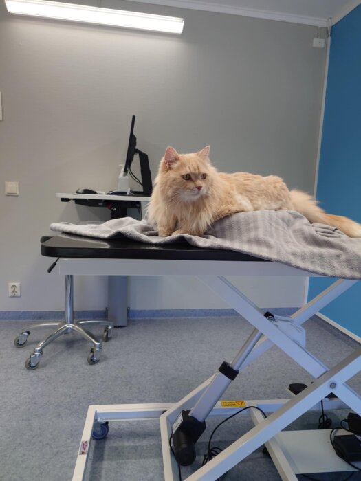 Ljus katt ligger på undersökningsbord på veterinärklinik, klädd med filt.