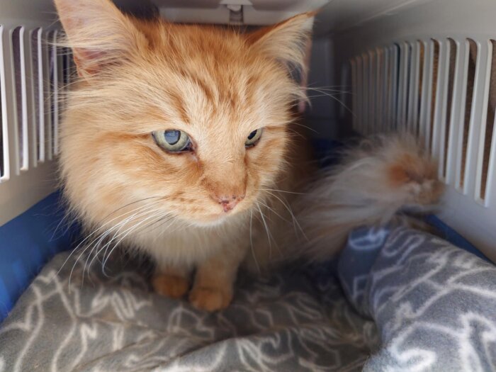Orange katt ligger inne i en transportbur på en grå filt.