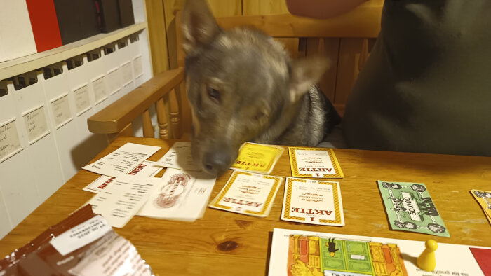 Hund vid bord fullt med spelkort och spelpjäser, verkar intresserad eller nyfiken på spelet.