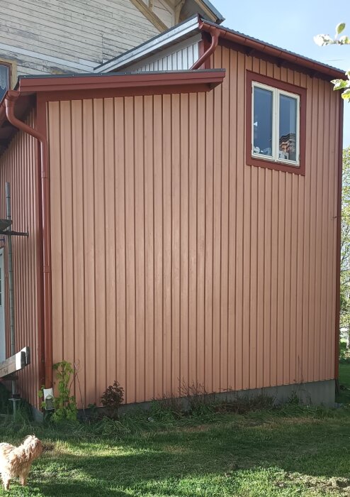 Nybehandlad trävägg på ett hus, med röda fönster och hängrännor. En liten hund syns i nederkant av bilden.