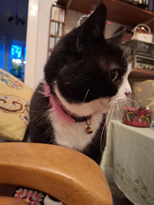 Svartvit katt med ett rosa halsband och en liten bjällra sitter på en stol i ett hemtrevligt vardagsrum.