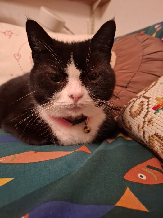 Svartvit katt med rosa halsband och klocka ligger på en färgglad filt med fiskmotiv.